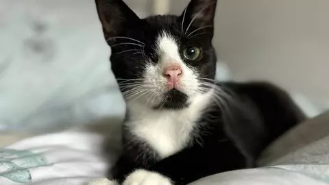 Black and white cat Uno with one eye lies on a bed looking into the distance